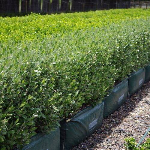 Corokia 'Geenty's Green' low instant hedge