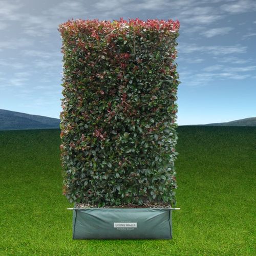 LIVING SCREEN™ – tall-growing instant hedge range.