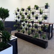 Vertical Live Plant Installations gallery detail image