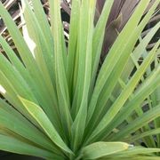 Cordyline obtecta 'Green Goddess' / Cabbage Tree gallery detail image