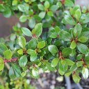 Escallonia 'Red Elf' gallery detail image