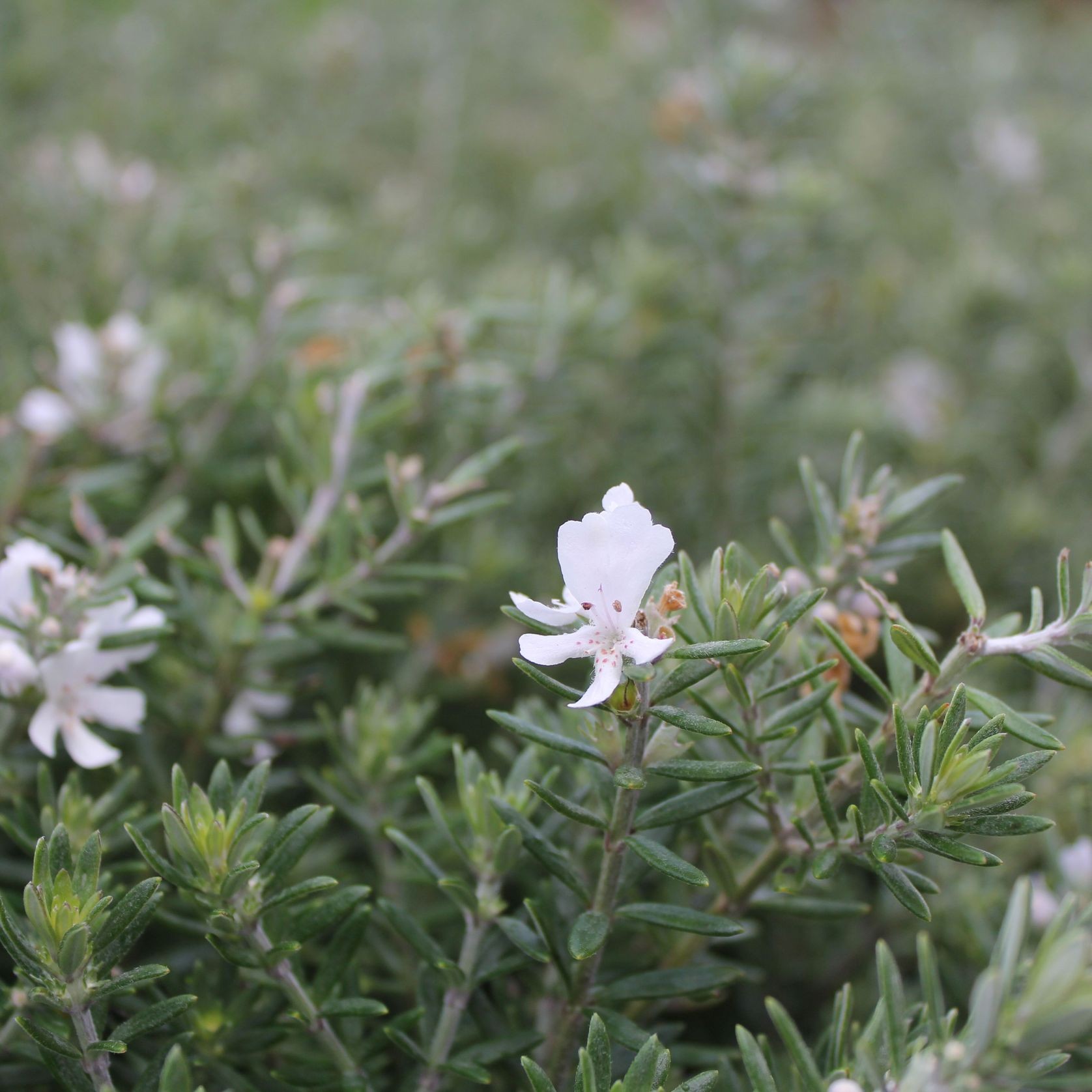 Westringia fruticosa / Coastal Rosemary gallery detail image