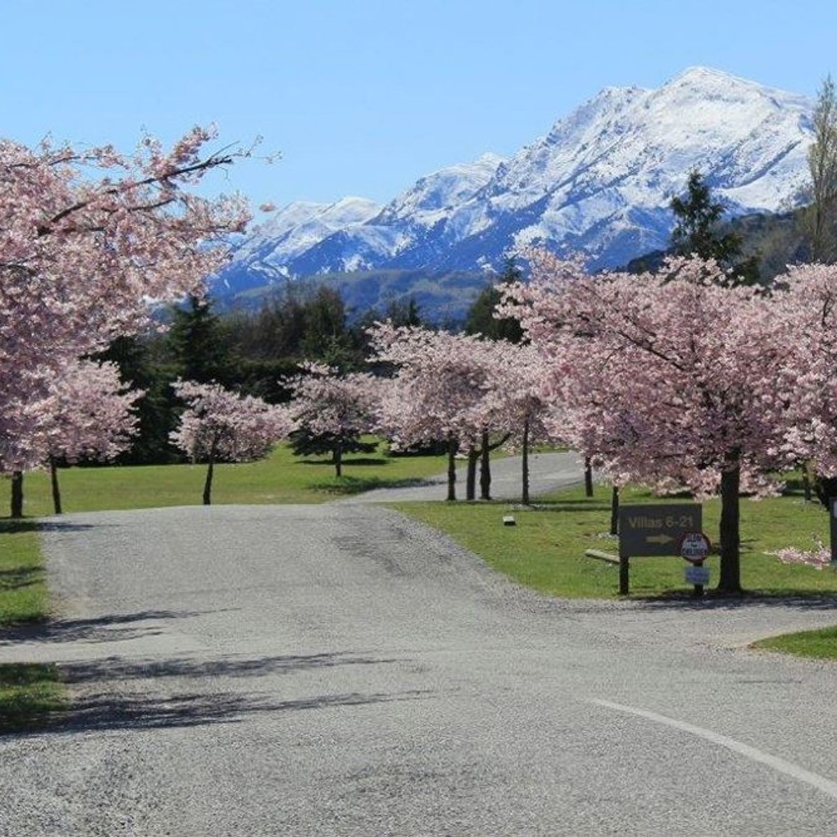 Prunus 'Accolade' | Pink Flowering Cherry | ArchiPro NZ Prunus 'Accolade' | Pink Flowering Cherry | ArchiPro NZ