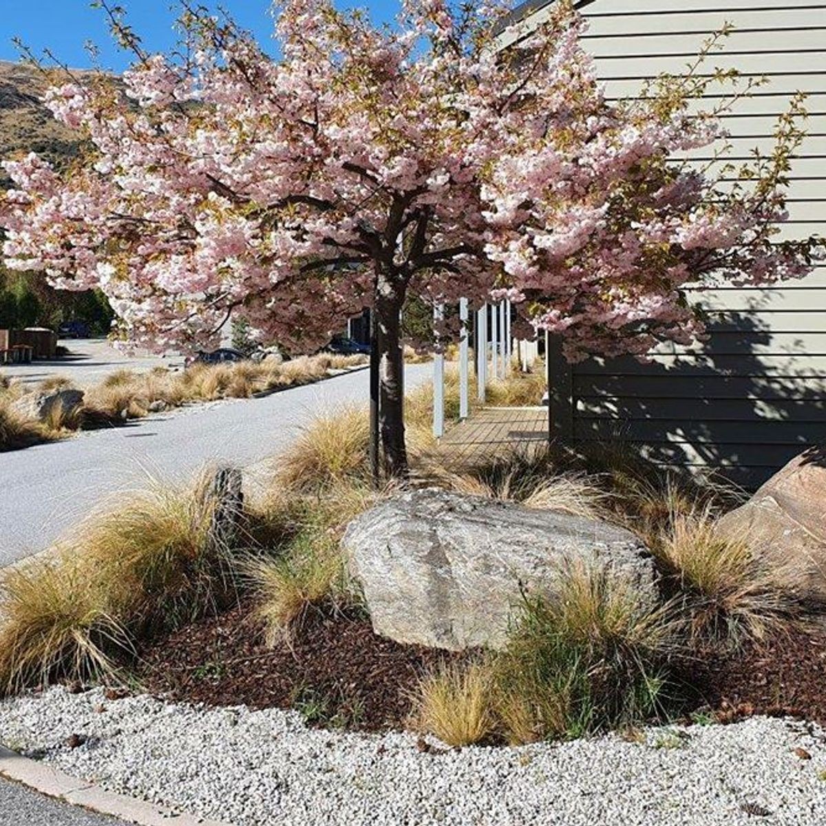 Prunus serrulata 'Shimidsu Sakura' | Moonlight Cherry Prunus serrulata 'Shimidsu Sakura' | Moonlight Cherry