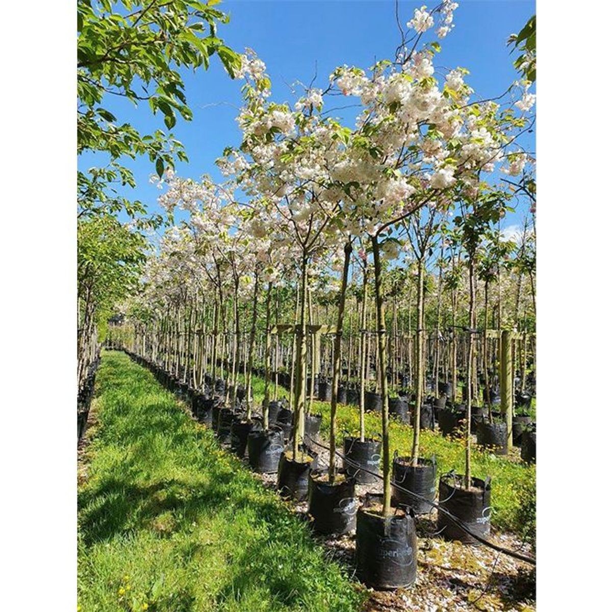Prunus serrulata 'Shimidsu Sakura' | Moonlight Cherry