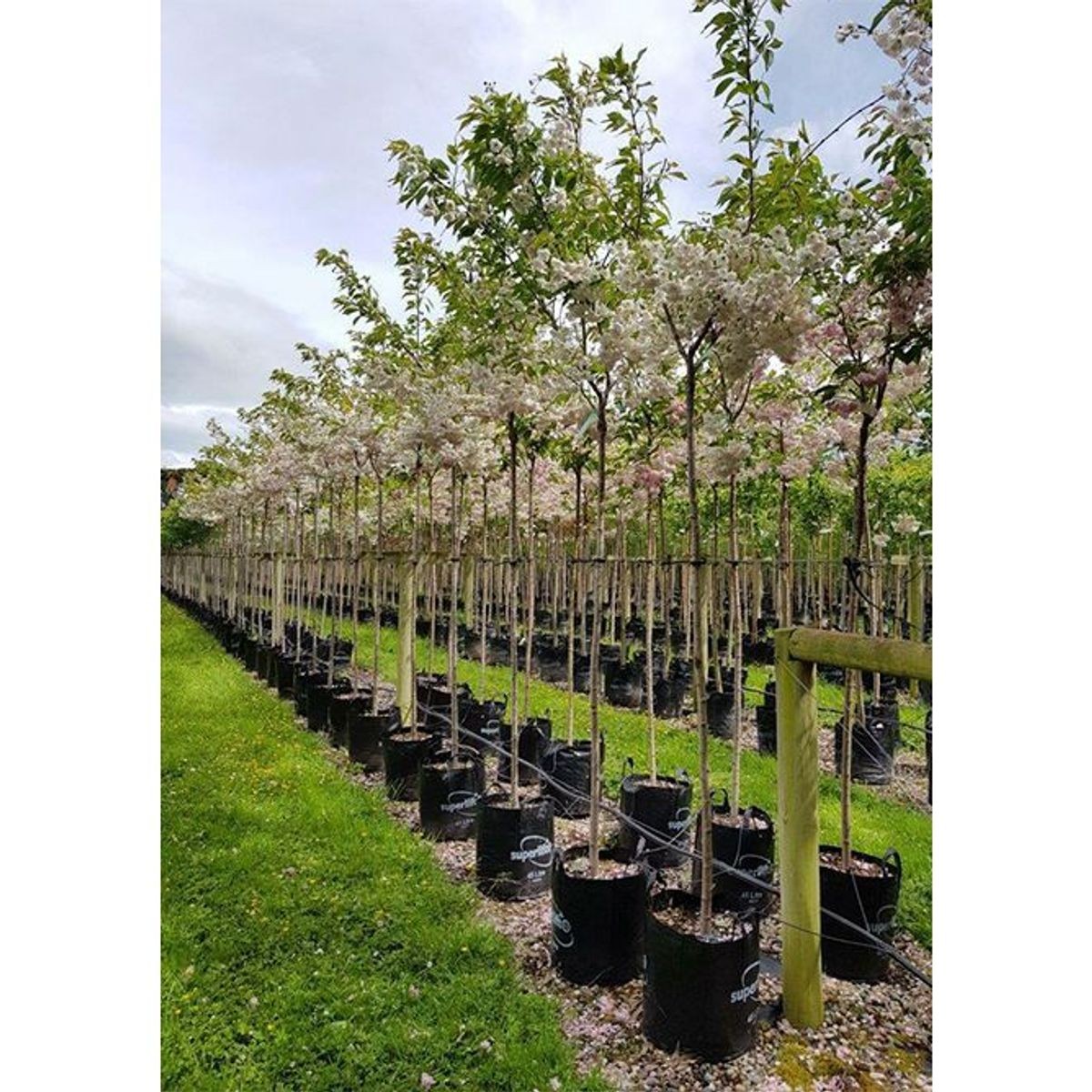 Prunus serrulata 'Shimidsu Sakura' | Moonlight Cherry