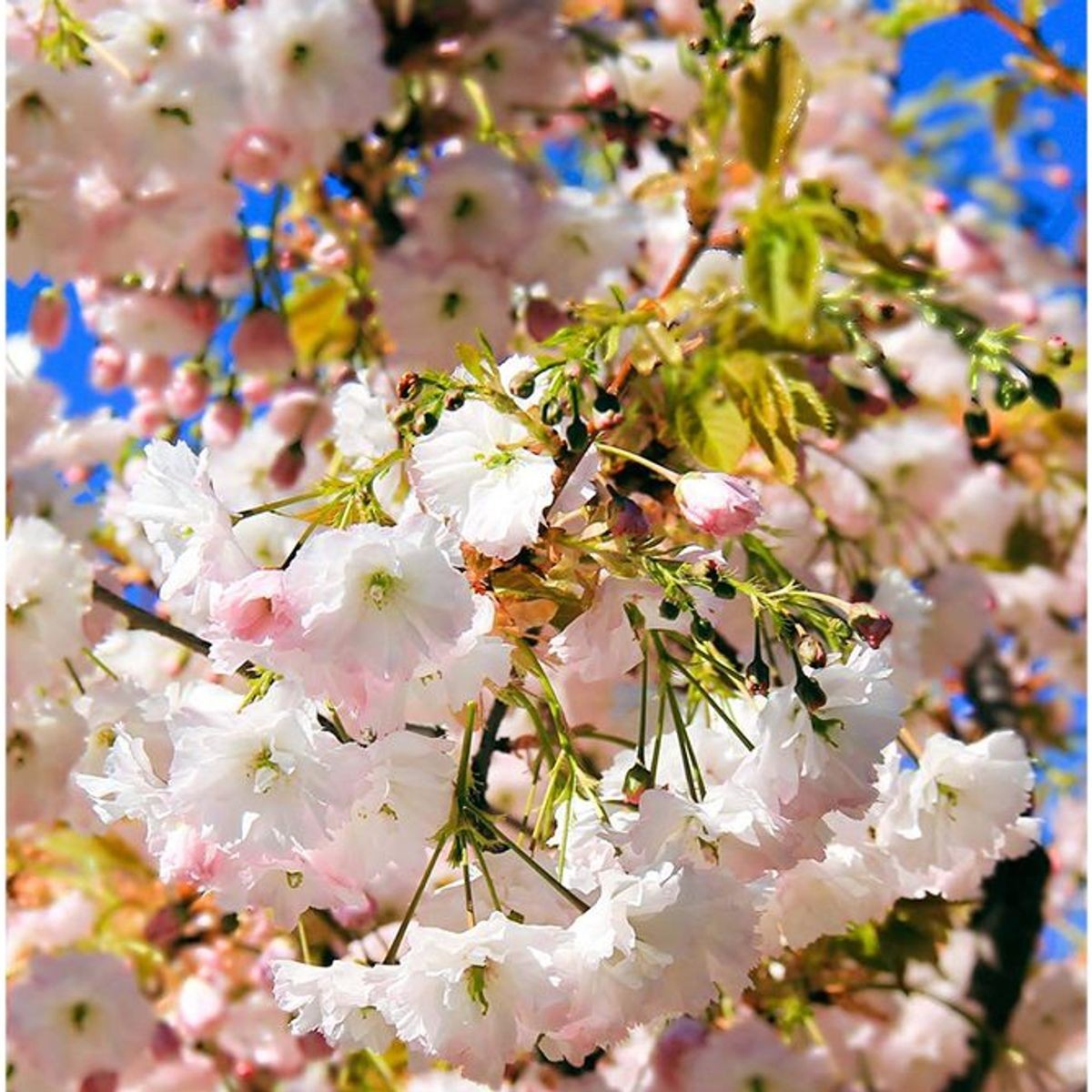 girl_and_cherry_blossoms_by_ma