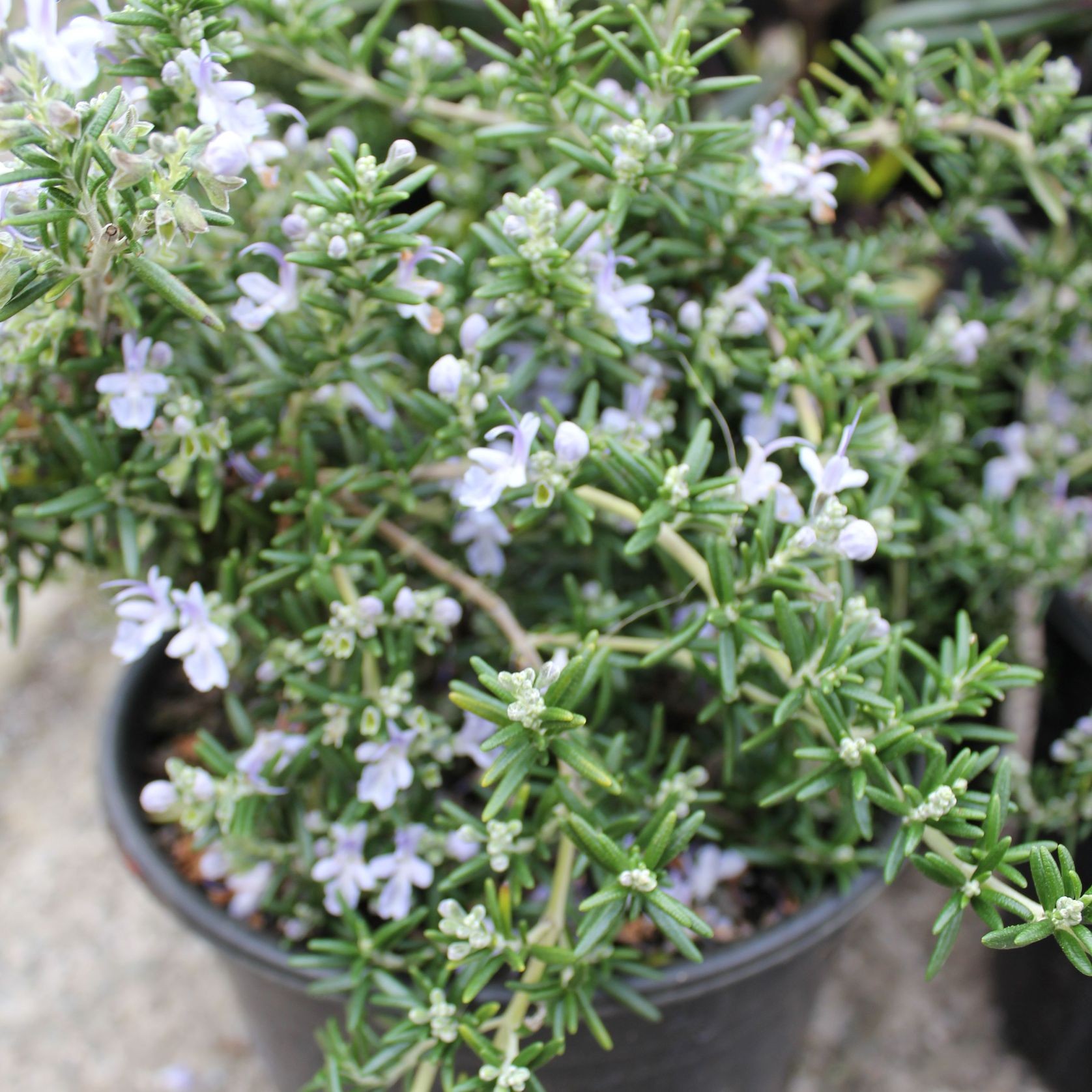 Rosmarinus X Lavandulaceus / Prostrate Rosemary Plant gallery detail image