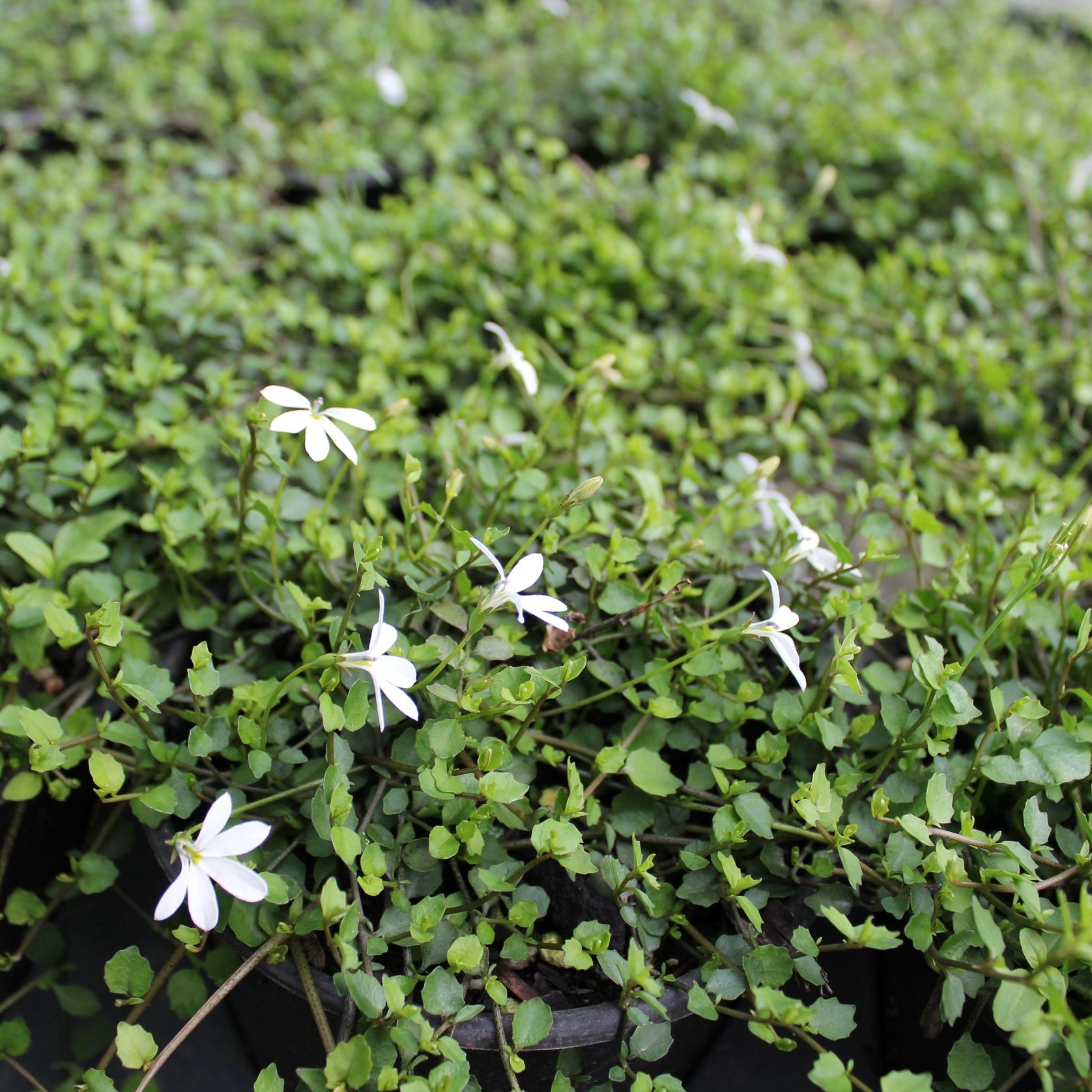 Lobelia Angulata / White Star Creeper Plant gallery detail image