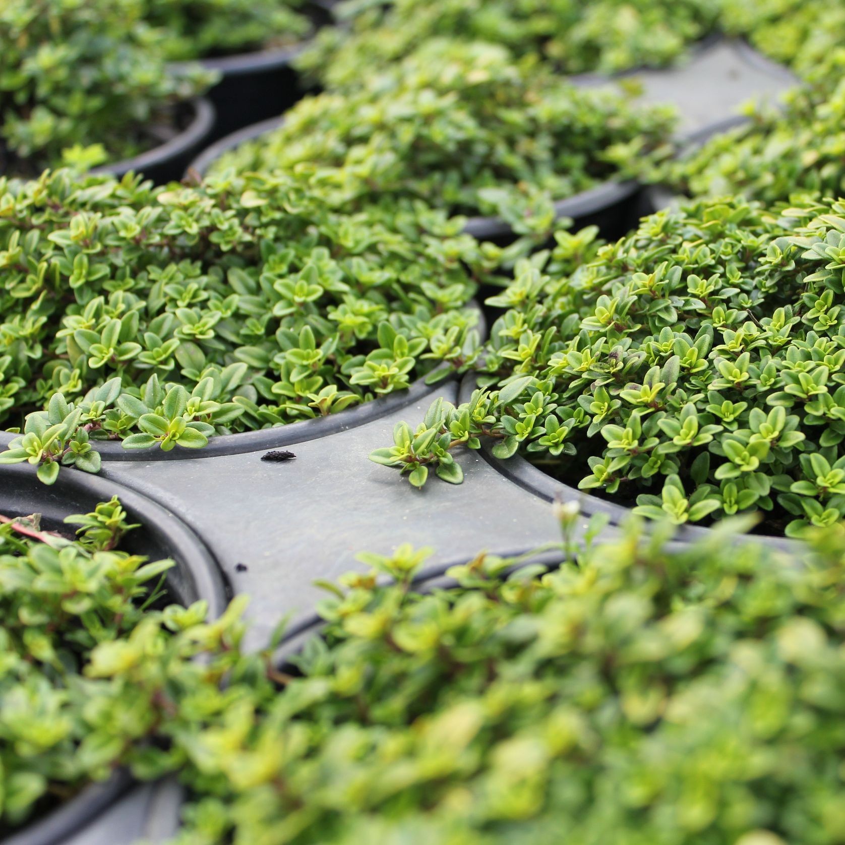 Thymus x citriodorus 'Aurea' / Lemon Thyme gallery detail image