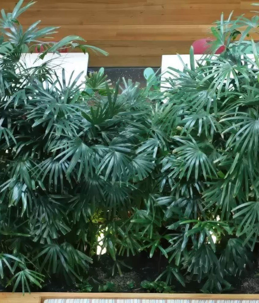Long Term Hire Plants: Hiring has been proven over time as the best way to achieve quality and value with live indoor plants.