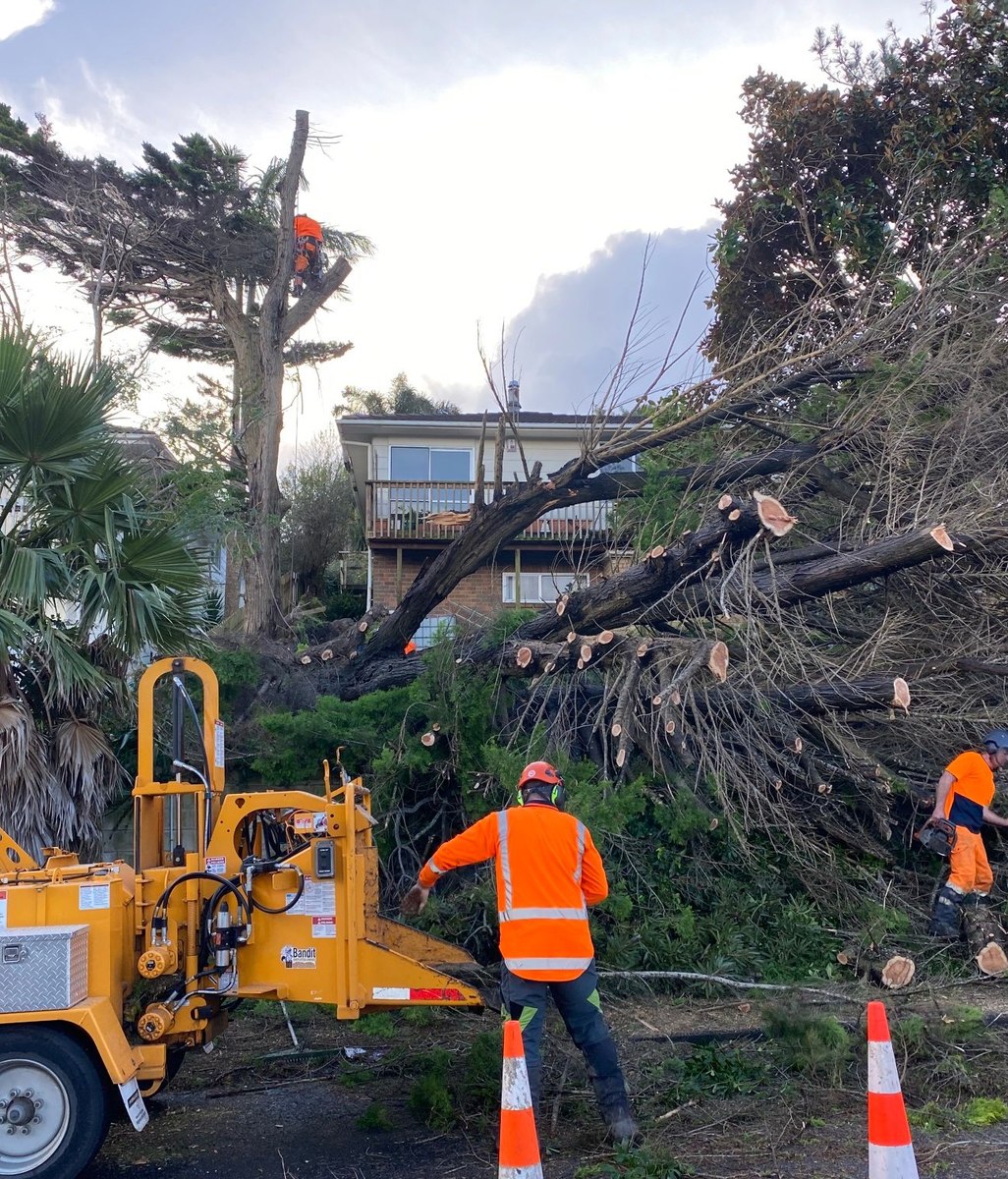 DEAD TREE REMOVAL SERVICES  AUCKLAND