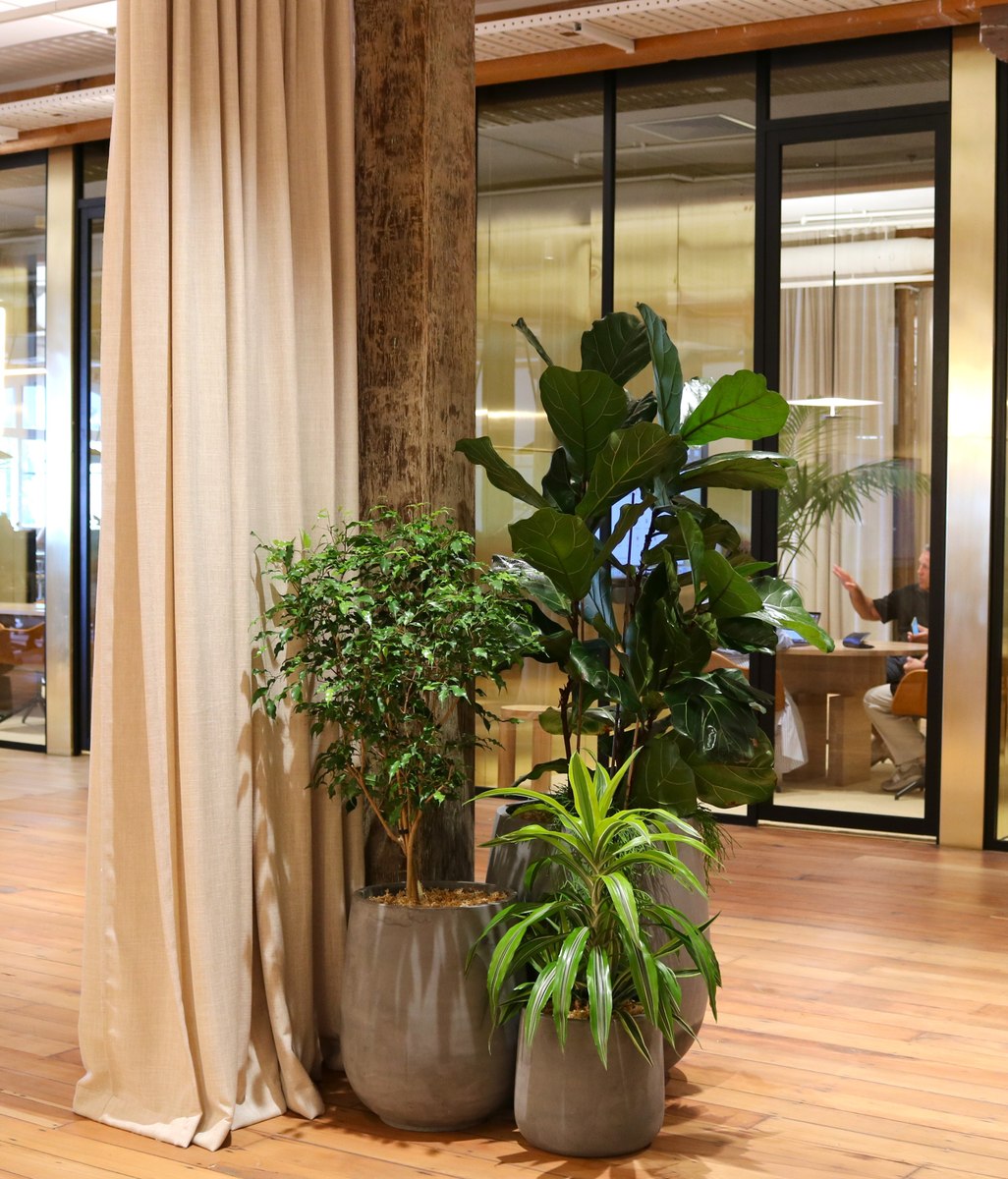 5 reasons why plants enhance office environments