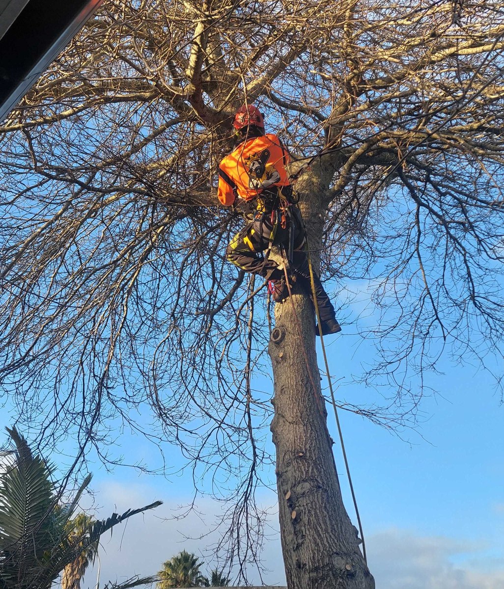 LAST CHANCE TO PRUNE YOUR DECIDUOUS TREES!