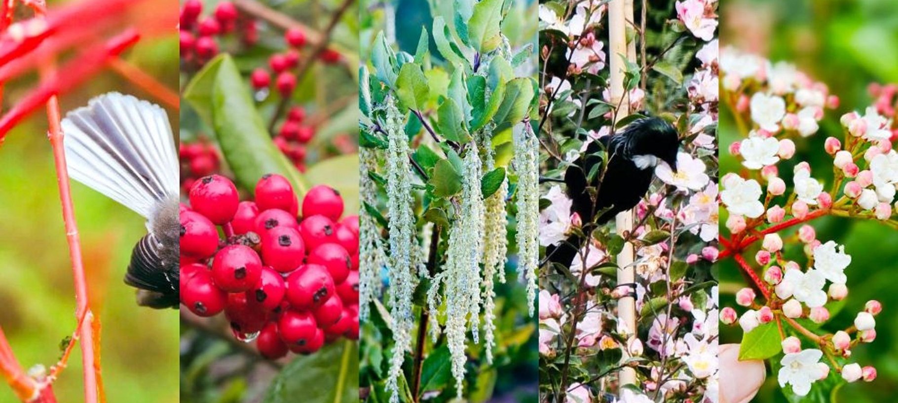 Best Trees for Winter Colours