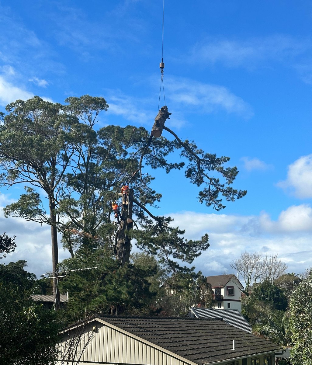 ZERO IMPACT TREE REMOVAL