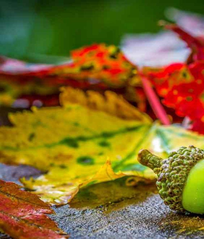 What Your Autumn Landscape Maintenance List Should Include?