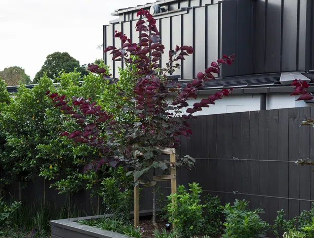 Exterior view of a contemporary multi-level building framed by dense landscaped planting. The facade features dark vertical metal cladding, a dark metal roof edge, white rendered sections, and a matching dark timber or composite privacy fence. Raised garden beds and ornamental trees form the foreground.