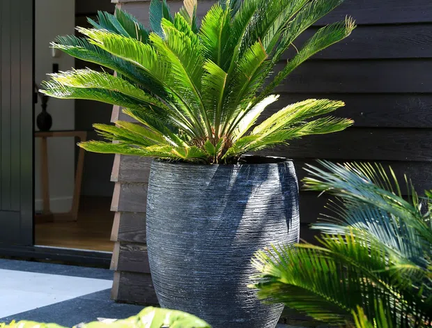 A sunlit exterior entrance or patio area featuring a large dark textured planter with a cycad-like palm, set against dark horizontal timber cladding. A glazed doorway and additional lush potted and foreground planting are visible, creating a tropical contemporary garden setting.