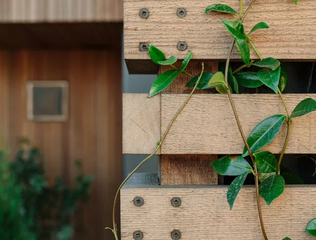 Close-up architectural detail of a vertical timber screen or cladding installation with overlapping horizontal timber boards, dark structural battens, and visible metal fixings. A climbing green vine grows across the screen. A softly blurred timber-clad building facade and window are visible in the background.