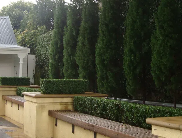 Exterior view of a refined traditional cottage-style residence with pale weatherboard cladding, a steep gabled roof and dormer window, metal roofing, classical porch columns, and a dark glazed entry door. Formal clipped hedges, tall evergreen screening, and rendered masonry garden walls with built-in timber seating define the landscaped frontage.