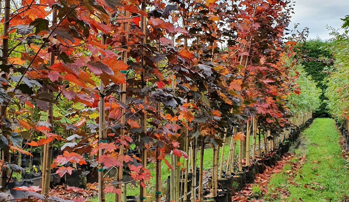 Acer platanoides 'Nigrum' | Purple Norway Maple | ArchiPro NZ