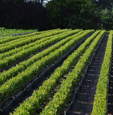 Buxus 'Green Gem' instant hedges - Twining Valley Nurseries NZ ...