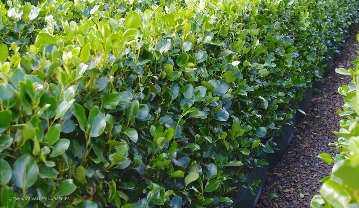 Griselinia 'Ardmore Emerald' instant hedge ArchiPro NZ