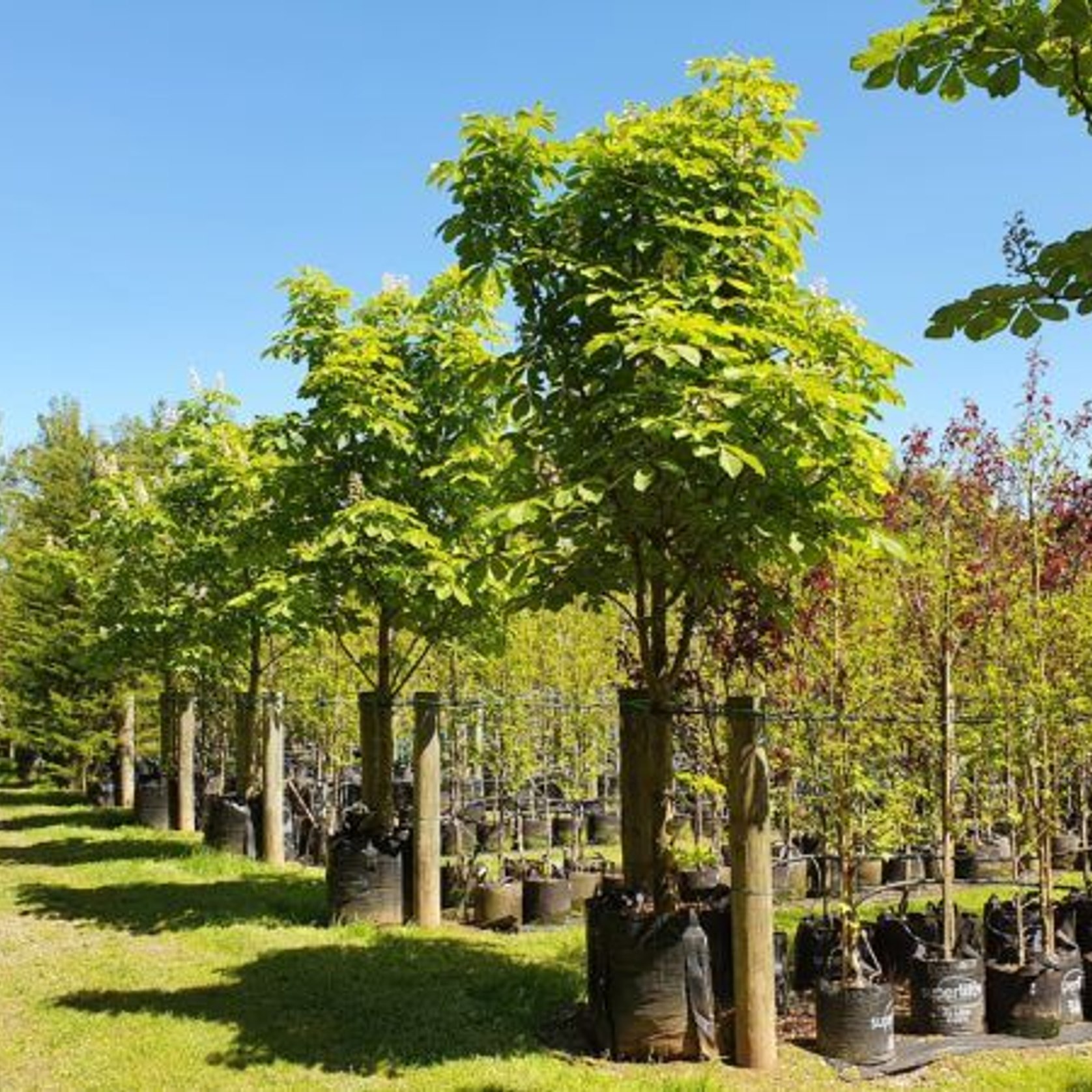 Aeseculus Hippocastanum | Horse Chestnut | ArchiPro NZ