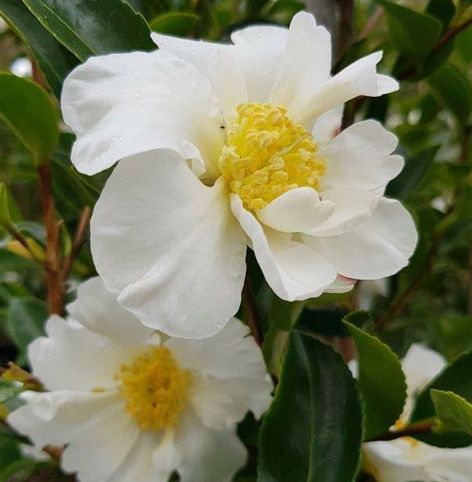 Camellia setsugekka | White Flowering Camellia | ArchiPro NZ