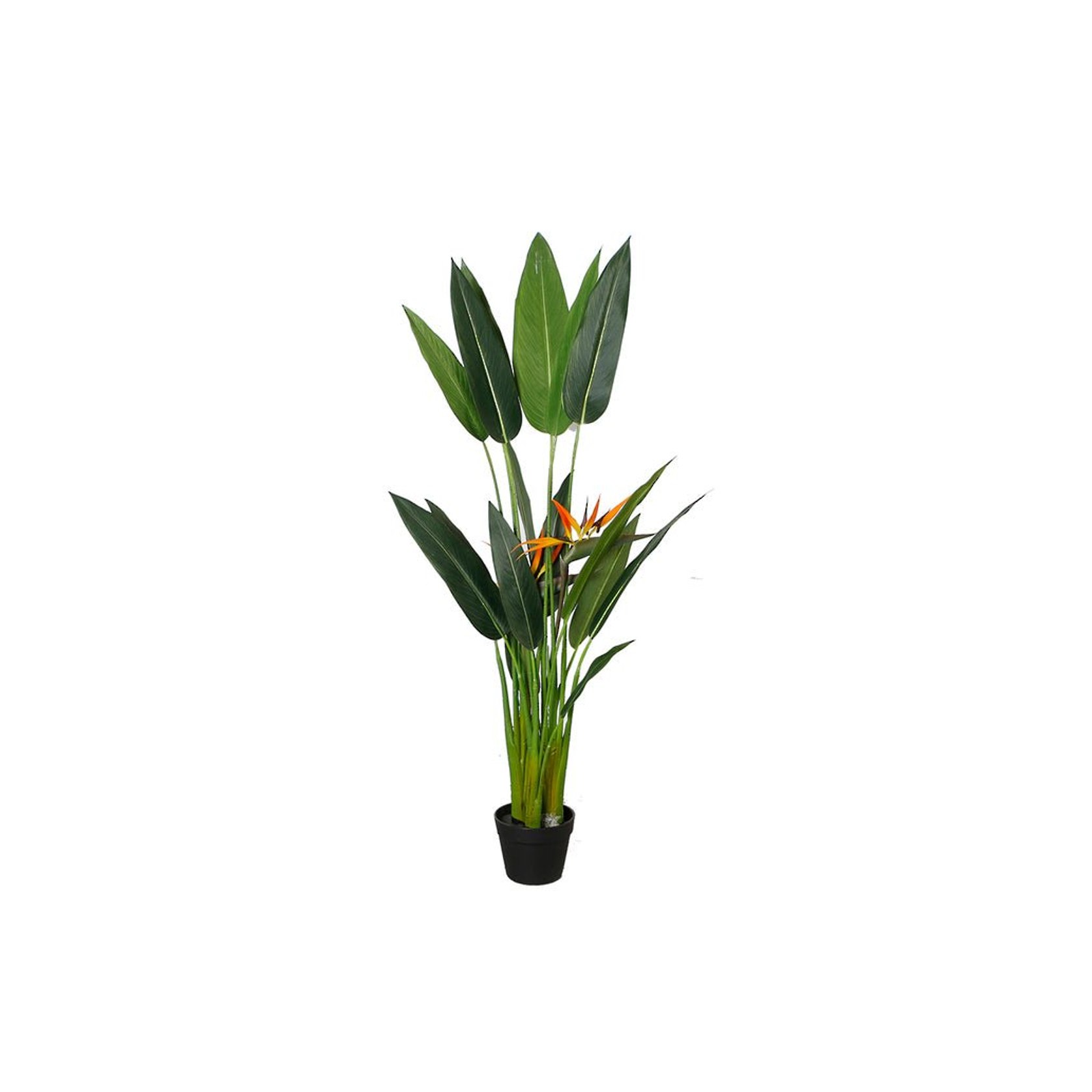 Bird Of Paradise Potted 1.4M | ArchiPro NZ