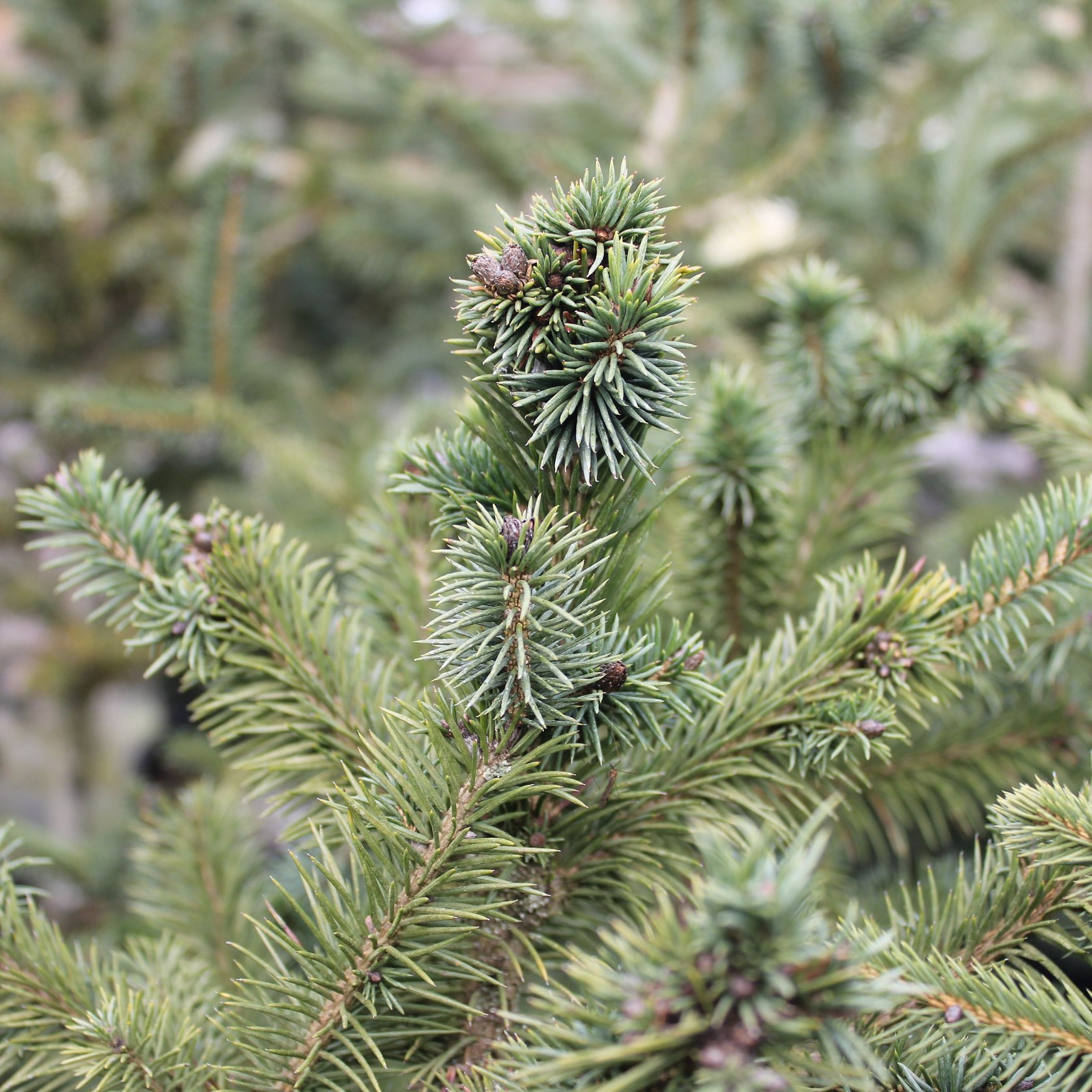 Picea Abies / Common or Norway Spruce | ArchiPro NZ