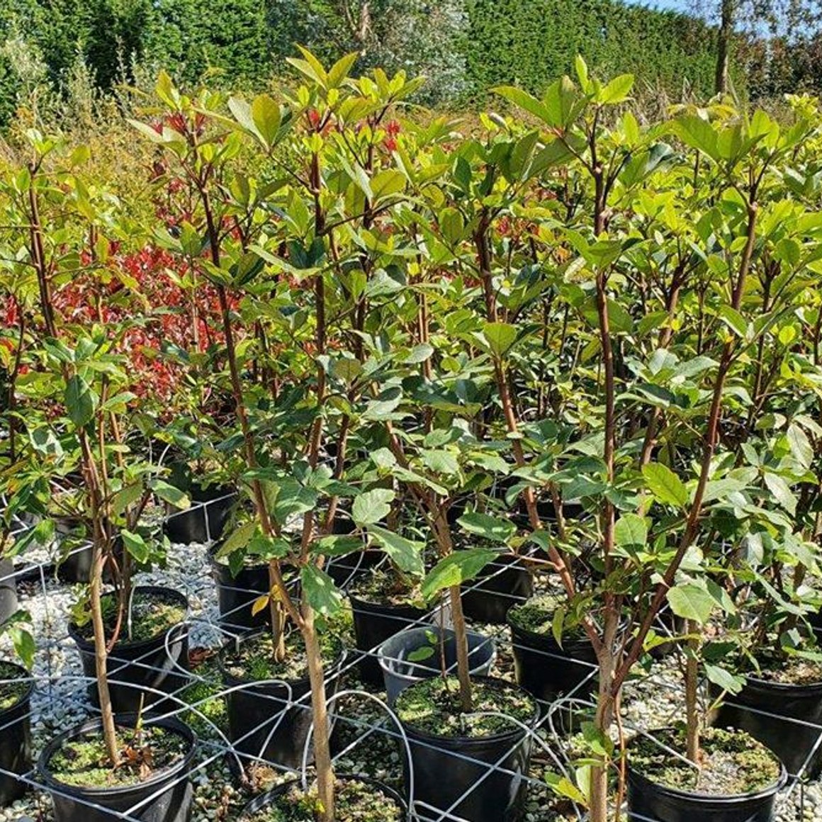 Pseudopanax arboreus NZ Native Five Finger ArchiPro NZ