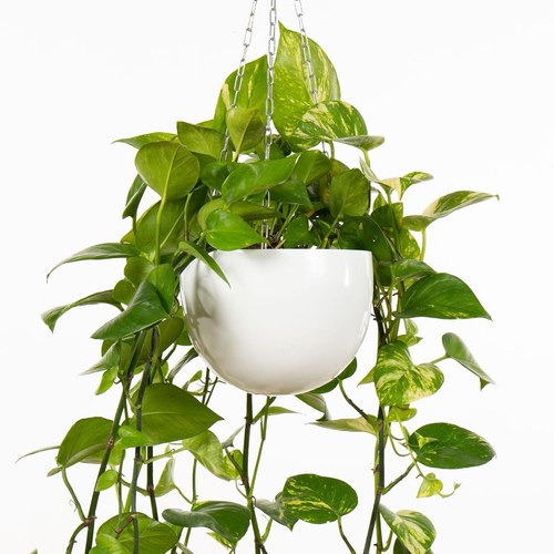 Gloss White Corinda Hanger