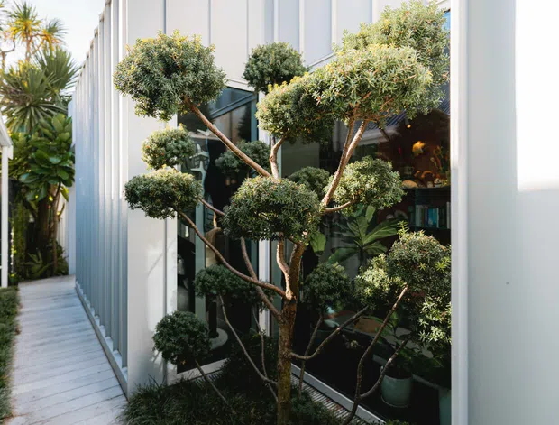 A narrow landscaped walkway runs beside a contemporary building with tall white vertical facade panels and large dark-framed windows. Sculpted topiary trees and lush planting occupy the garden strip in front of the glazing, creating a strong connection between the building and its greenery. The image is viewed from outdoors and is dominated by the building facade, windows, walkway, and planted edge.