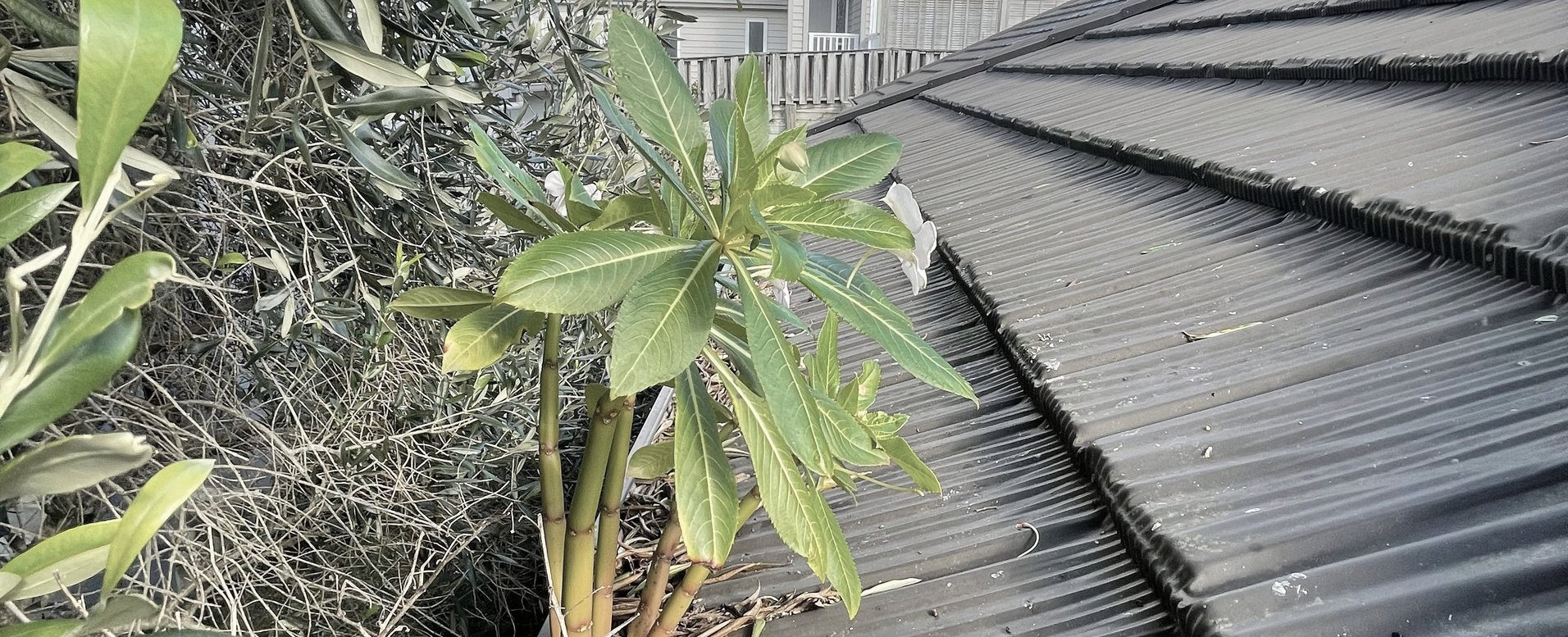 Before and After Photos Tailored Property Services ArchiPro NZ