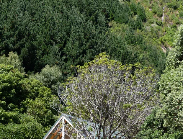 A small contemporary timber cabin nestled in dense native vegetation on a steep, forested hillside. The building has a tall glazed gable front, exposed timber framing, warm timber cladding, and a deck or entry platform partially obscured by a mature tree and garden planting. Bright daylight and lush greenery create a natural retreat-like setting.