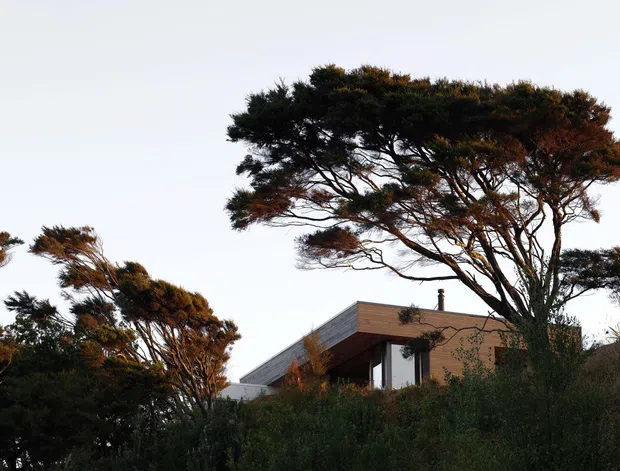Exterior view of a low-profile contemporary house partially concealed by dense coastal vegetation. The building has a sharply angled roof plane, warm timber-toned cladding, dark-framed openings, and a strong horizontal form. Wind-shaped trees and scrub dominate the foreground and frame the architecture against a pale sky.